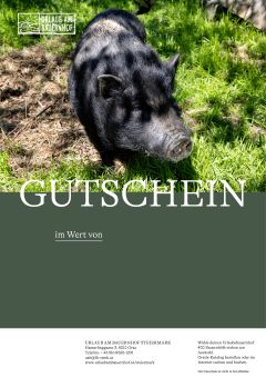 Motiv schwarzes Schwein
